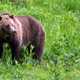 Image for article titled Trump’s Endangered Species Act Overhaul Could Have a Weird Side Effect